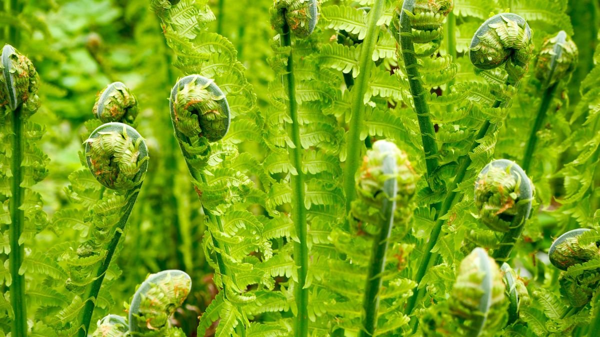 What Do Ferns Symbolize: Spiritual Connection & Life Lessons