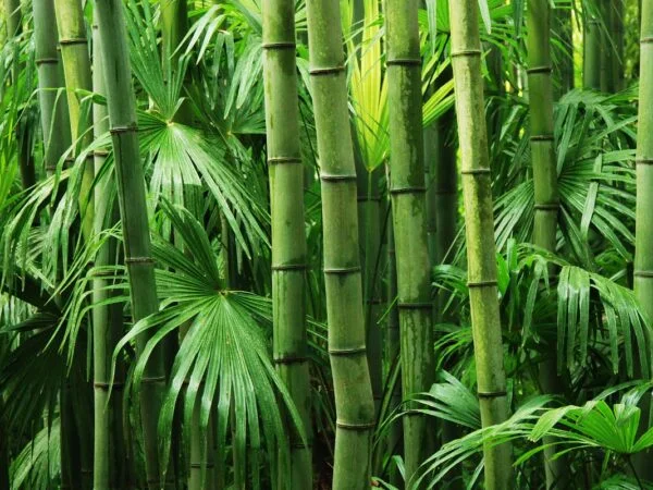 What Does Bamboo Plant Look Like: Complete Guide