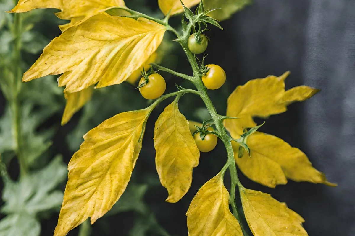 What Does Yellow Leaves on a Tomato Plant Mean: Expert Tips