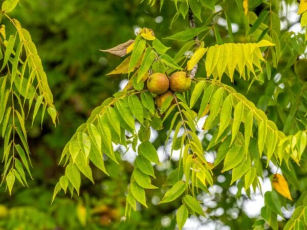 What Does a Black Walnut Tree Look Like: Identification Guide