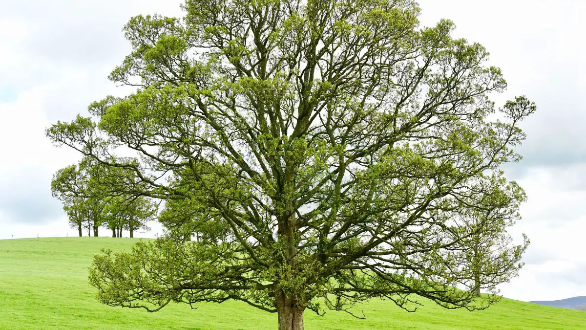 What Does A Black Walnut Tree Look Like: Identification Guide