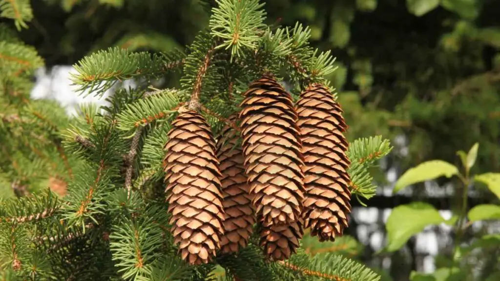 What is a Norway Spruce