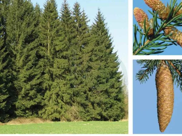 What is a Norway Spruce: Origins, Characteristics, and Care Tips