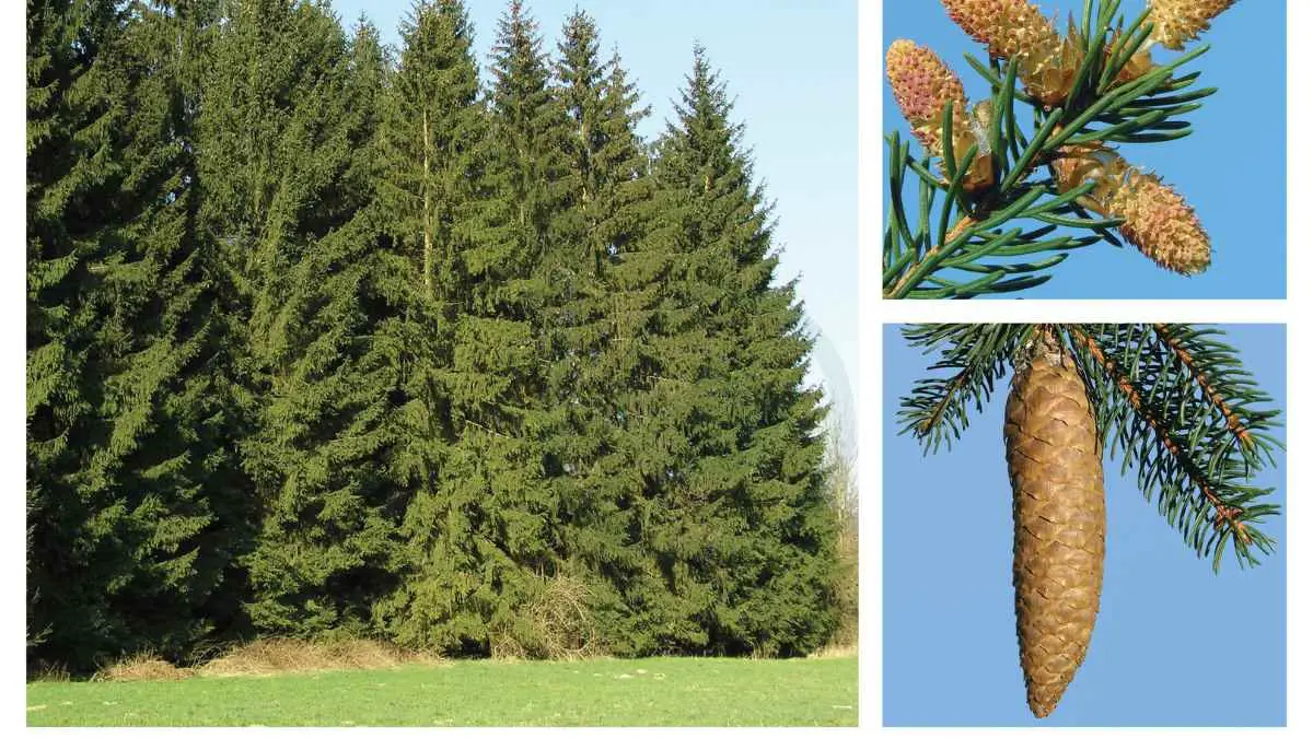 What is a Norway Spruce: Origins, Characteristics, and Care Tips
