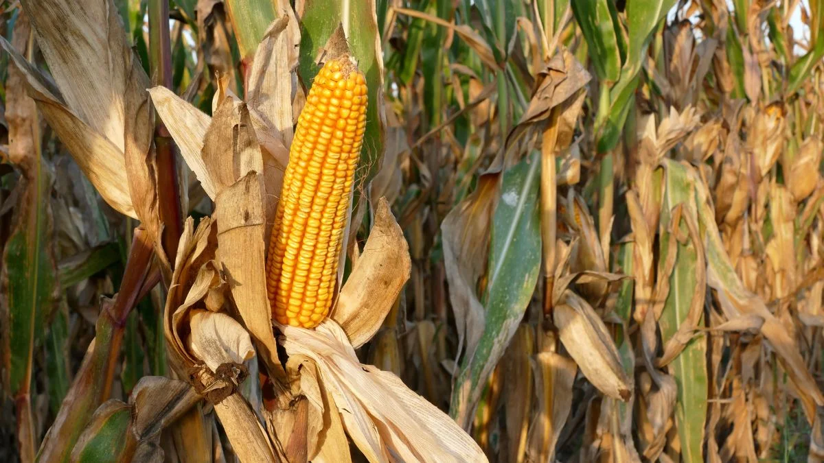How to Know When Corn is Ready: Recognizing Growth Stages