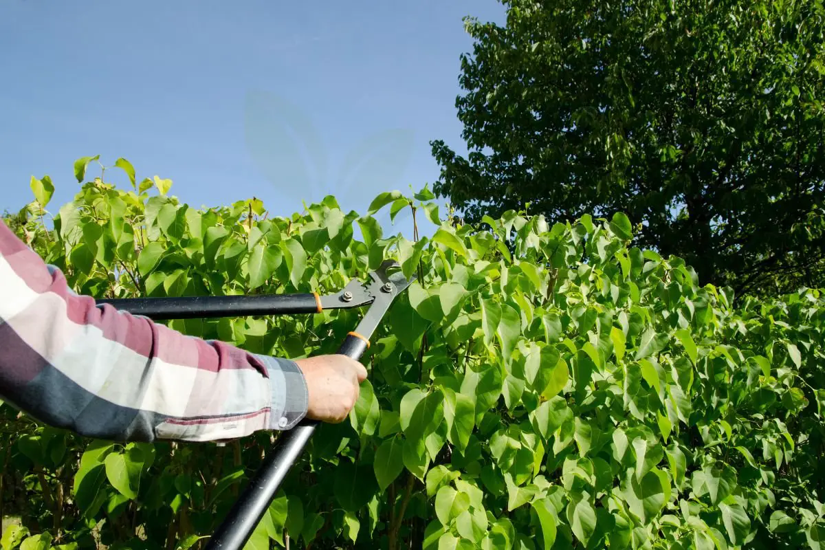 When Is the Best Time to Cut Back Lilac Bushes: Pruning Guide