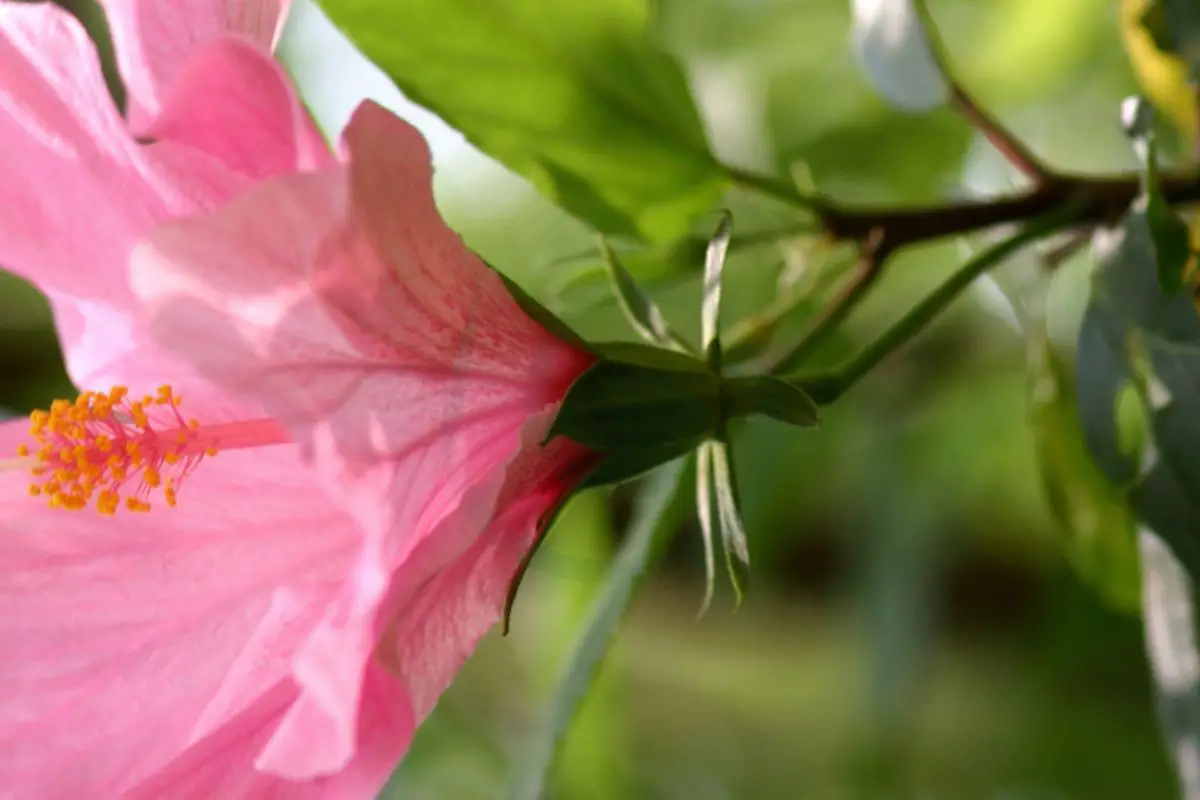 When To Cut Back Hibiscus In Florida Pruning Basics