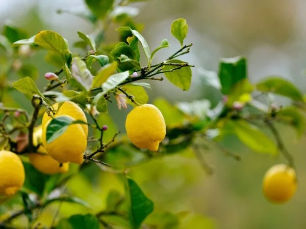 When to Feed Lemon Trees: Best Fertilization Timing