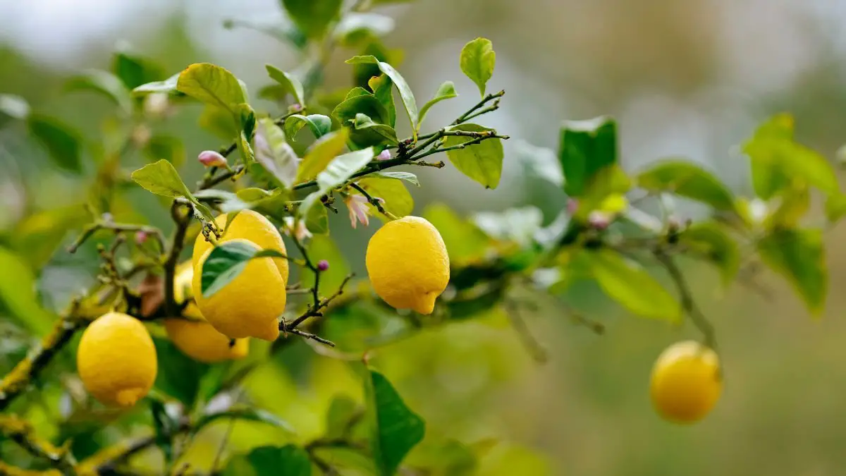 When to Feed Lemon Trees: Best Fertilization Timing