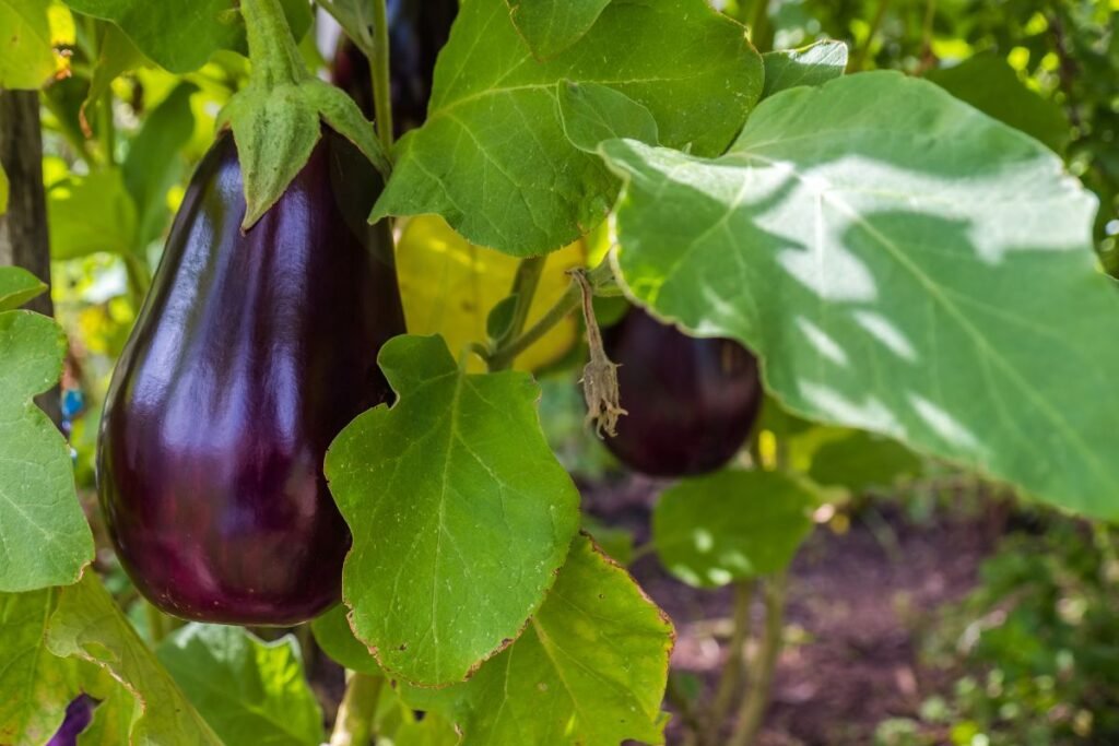 How to Know When to Pick Eggplant