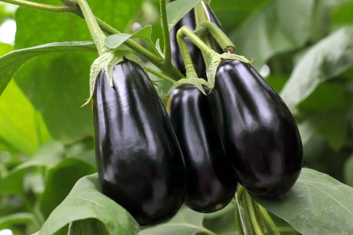 How to Know When to Pick Eggplant: Harvesting Tips & Storage