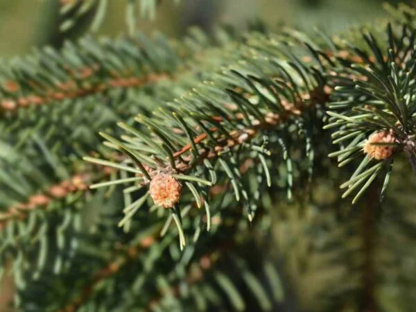 When to Plant Norway Spruce: Optimal Care Guide