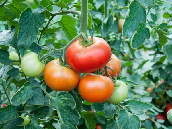 When to Put Tomato Plants Outside: Essential Tips