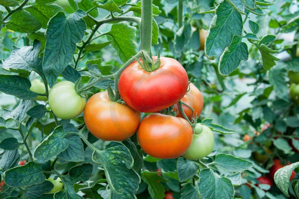 When to Put Tomato Plants Outside: Essential Tips