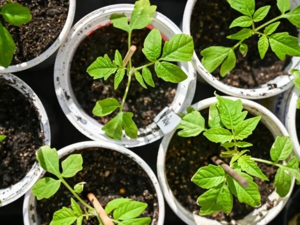 When to Start Tomato Seedlings: Optimal Timing & Techniques