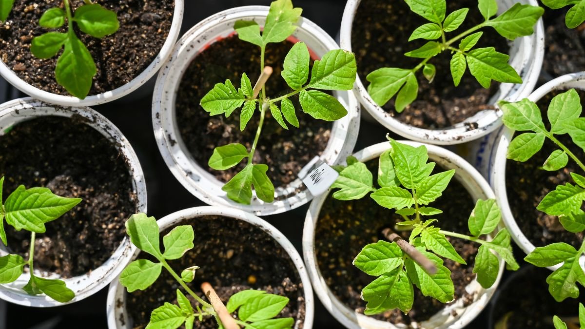 When to Start Tomato Seedlings: Optimal Timing & Techniques