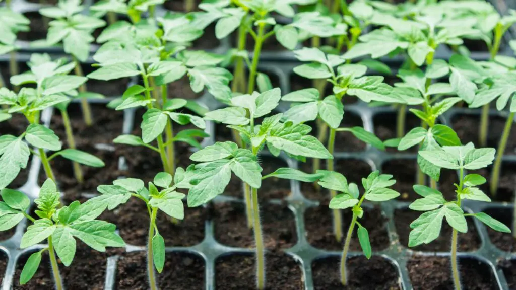 Tomato Varieties Specifics