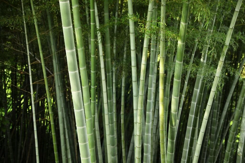 Where Do Bamboo Plants Grow