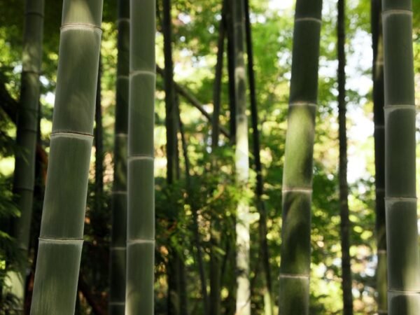 Where Do Bamboo Plants Grow: Global Distribution & Cultivation Guide