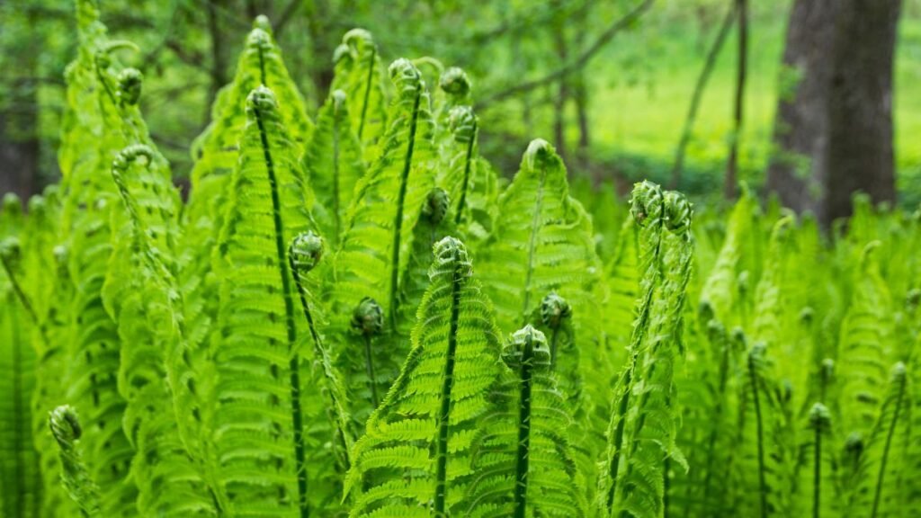 Why Are Ferns Important
