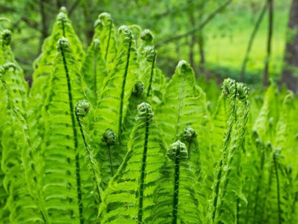 Why Are Ferns Important: Exploring Their Ecological Significance