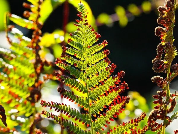 Why Are My Ferns Turning Brown: Essential Care Tips