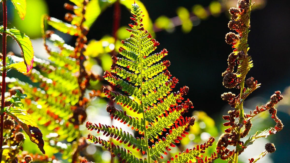 Why Are My Ferns Turning Brown: Essential Care Tips