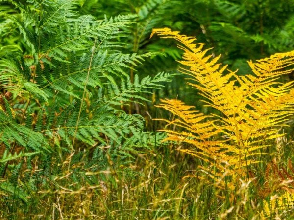 Why Are My Ferns Turning Yellow? Tips for Healthy Indoor Plants