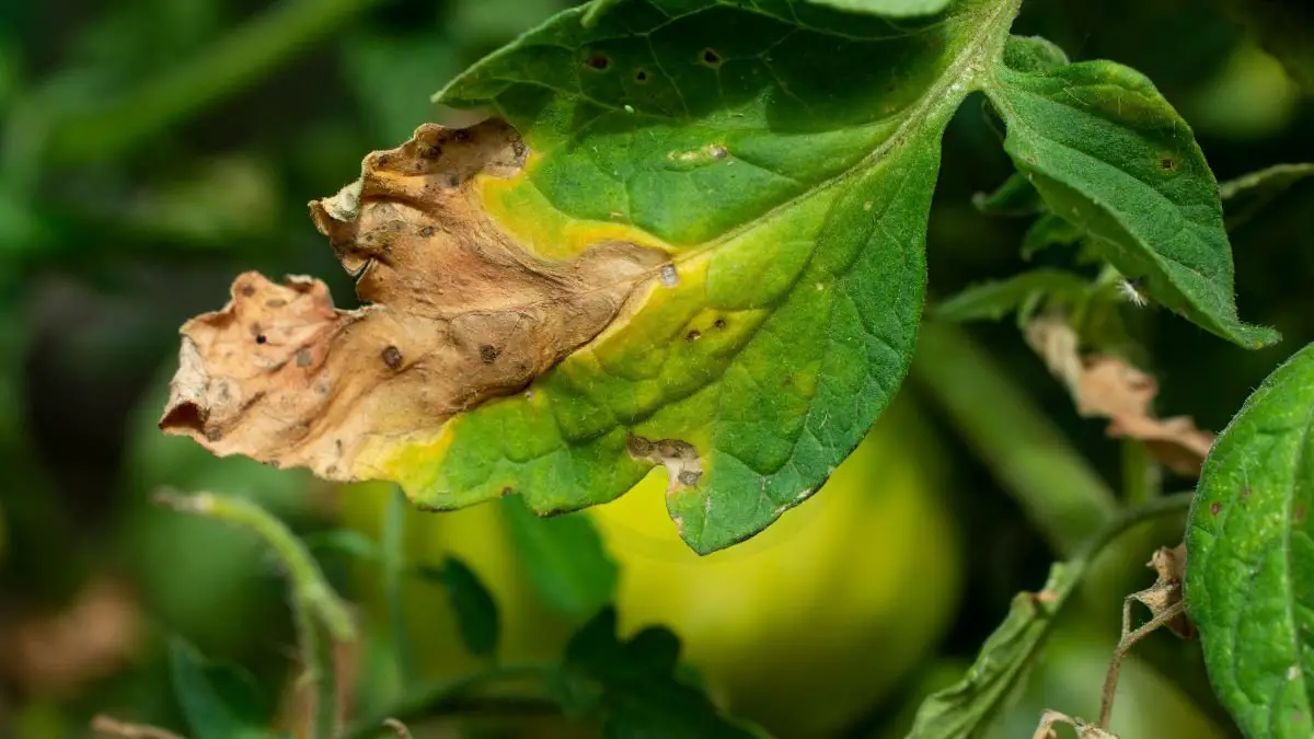 Why Do Tomato Plants Get Yellow Leaves: Expert Tips