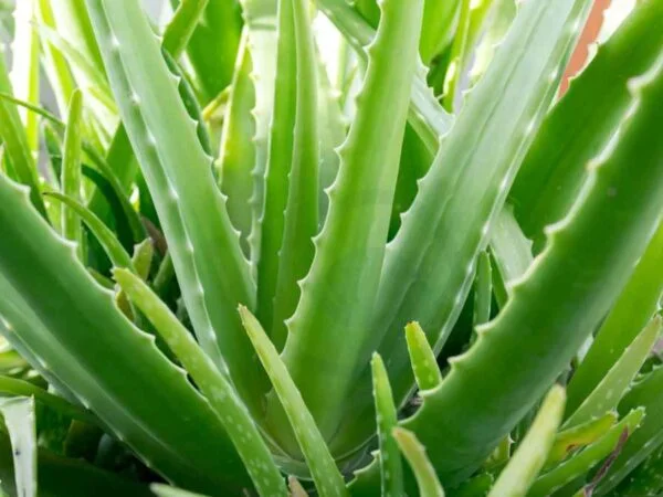Why Drink Aloe Vera: Benefits, Nutrition, and Risks