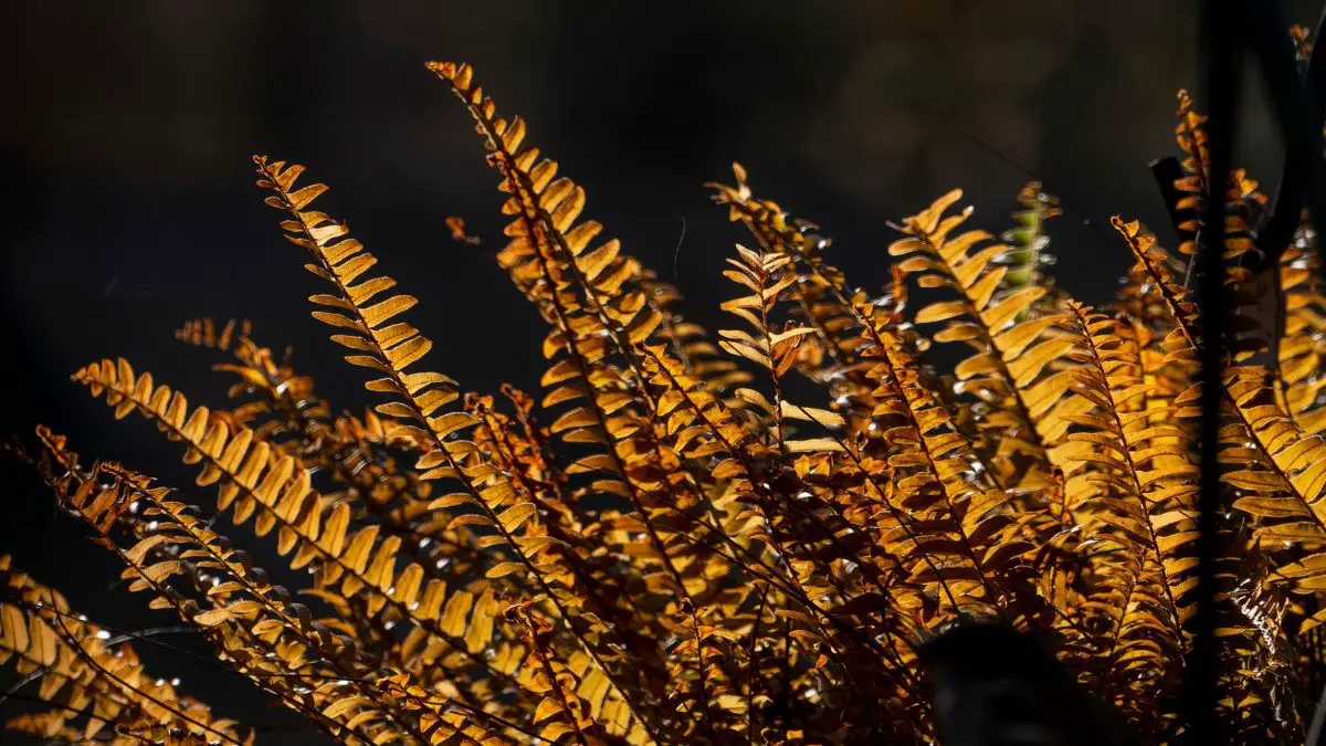 Why Is My Fern Turning Yellow? Ultimate Guide To Healthy Indoor Ferns
