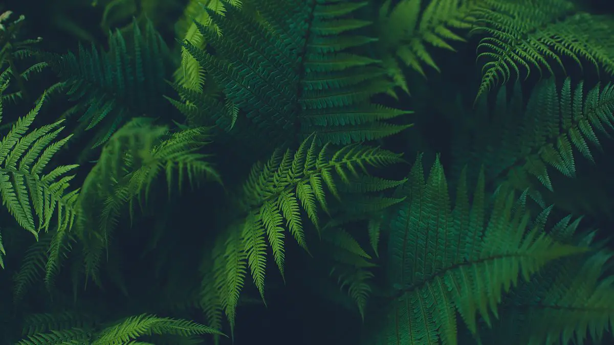 Why Is My Fern Turning Yellow? Ultimate Guide To Healthy Indoor Ferns