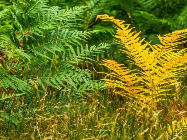 Why Is My Fern Turning Yellow? Ultimate Guide to Healthy Indoor Ferns