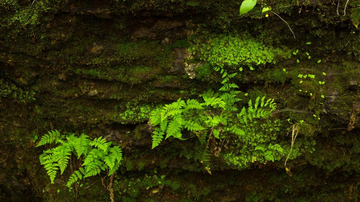 Why Must Ferns Live in Moist Environments: Ecological Insights