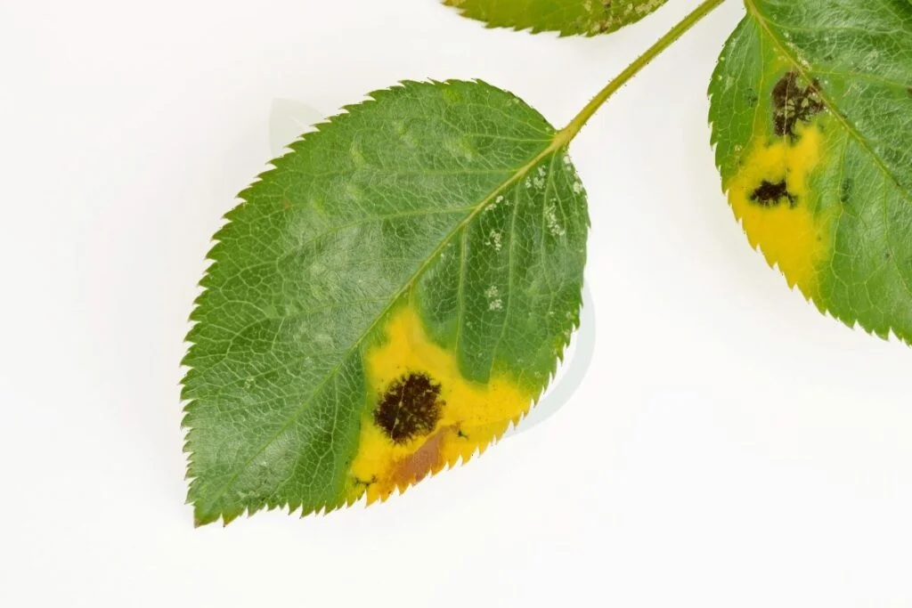 Yellow Leaves Black Spots on Roses