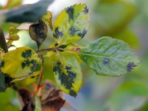 Yellow Leaves Black Spots on Roses: Identifying Symptoms & Control Strategies