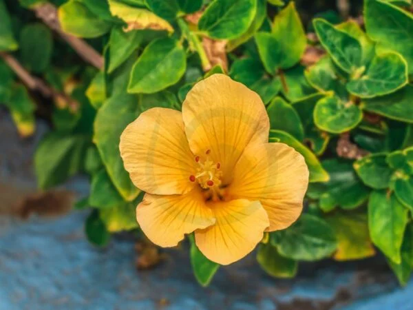 What Causes Yellow Leaves on Hibiscus: Expert Care Tips
