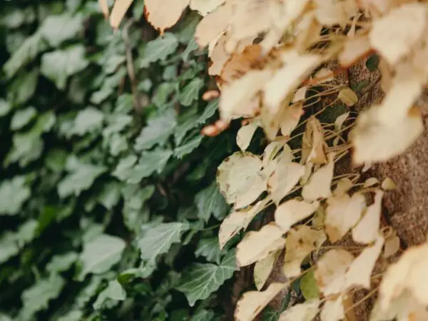 Yellow Leaves on Ivy: Causes, Symptoms & Remedies