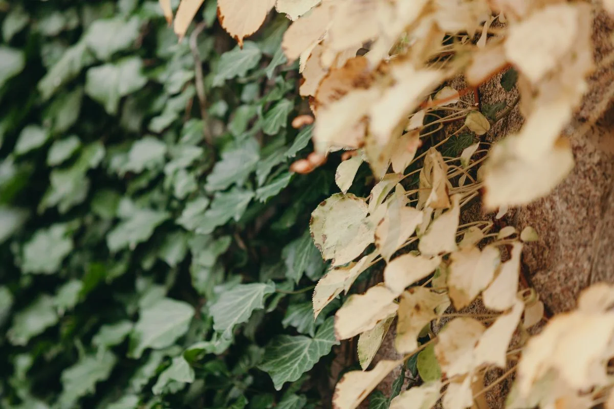 Yellow Leaves on Ivy: Causes, Symptoms & Remedies