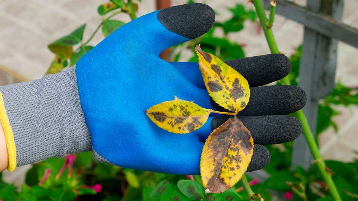 Yellow Leaves on a Rose Bush: Causes & Solutions