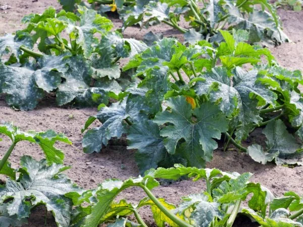 How Far Apart Should Zucchini Be Planted: Expert Guide