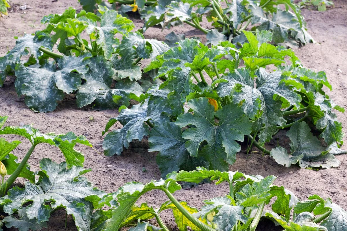 How Far Apart Should Zucchini Be Planted: Expert Guide