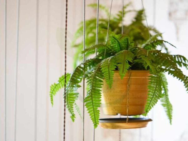 How Much to Water a Fern: Essential Care Guide