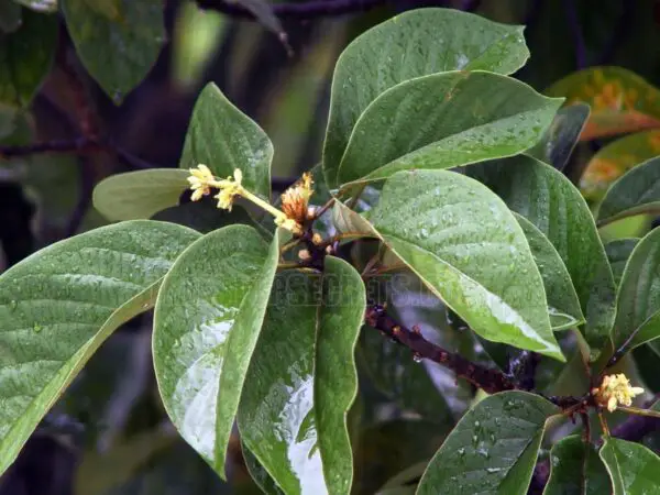 When Do Avocado Trees Flower? Find Out the Perfect Time!