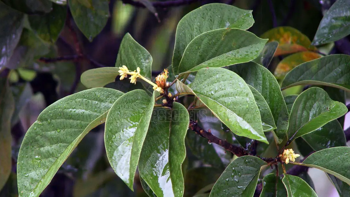 When Do Avocado Trees Flower? Find Out the Perfect Time!