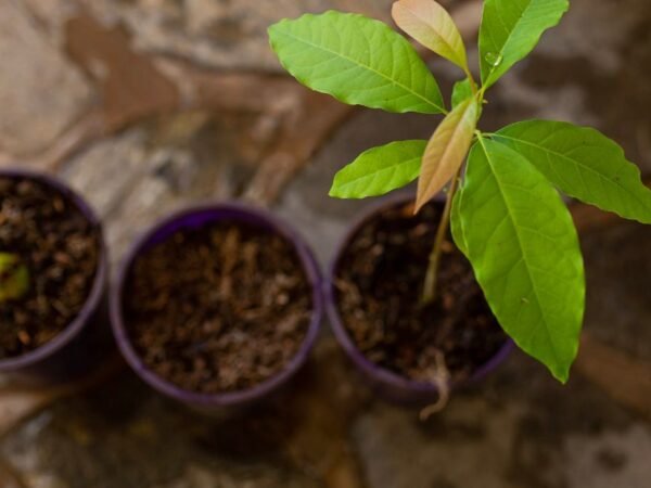 Can You Grow Avocados in a Pot? Fertilizing Tips for Optimal Growth