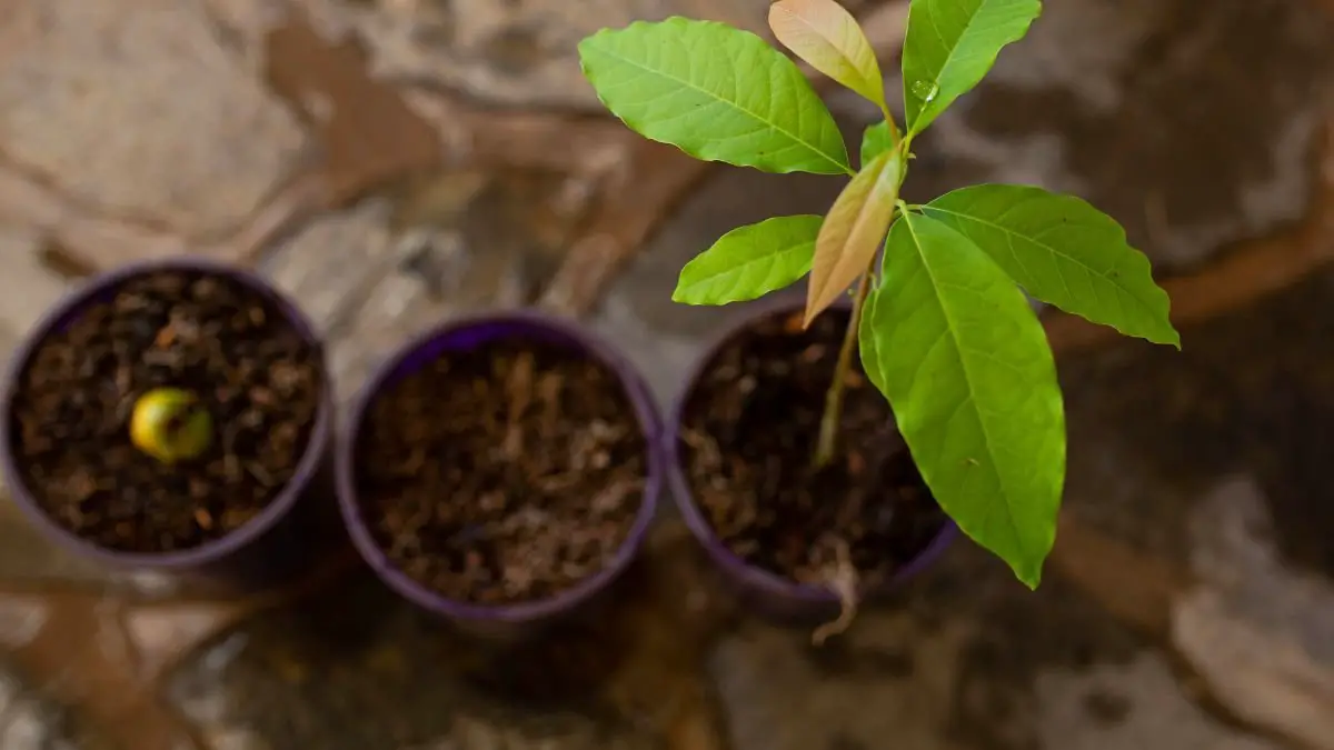 Can You Grow Avocados in a Pot? Fertilizing Tips for Optimal Growth