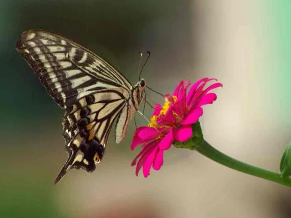Beautiful Flowers with Butterflies: Stunning Showcase & Stock Photos
