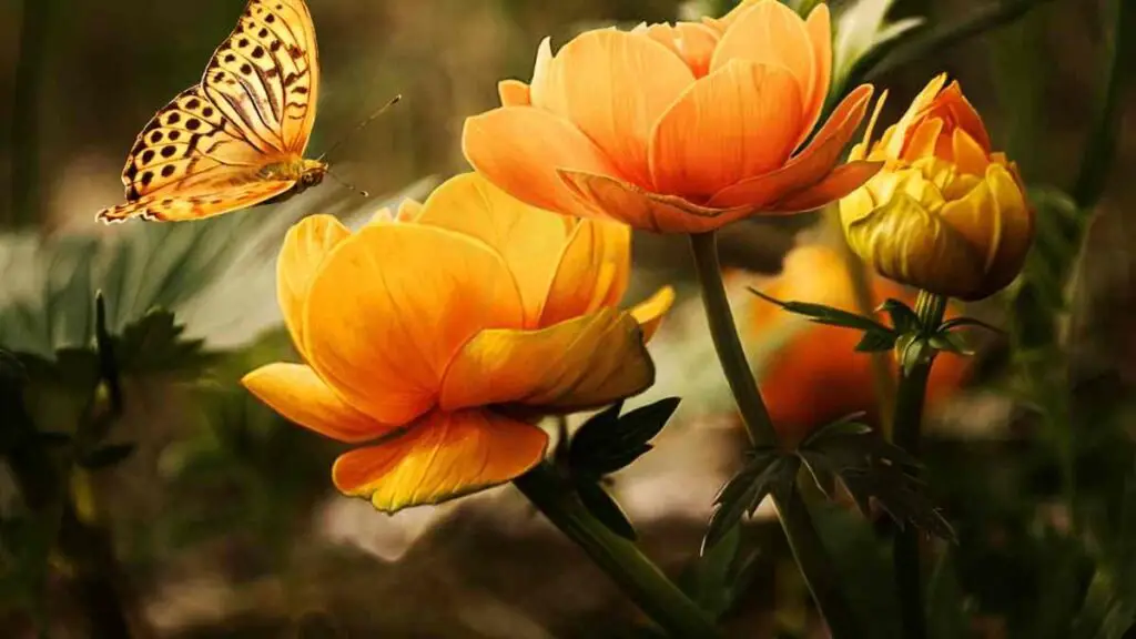 Beautiful Flowers with Butterflies 2