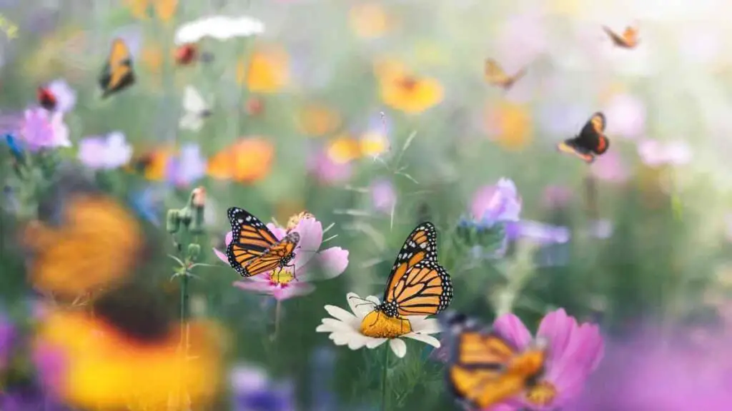 Beautiful Flowers with Butterflies 3